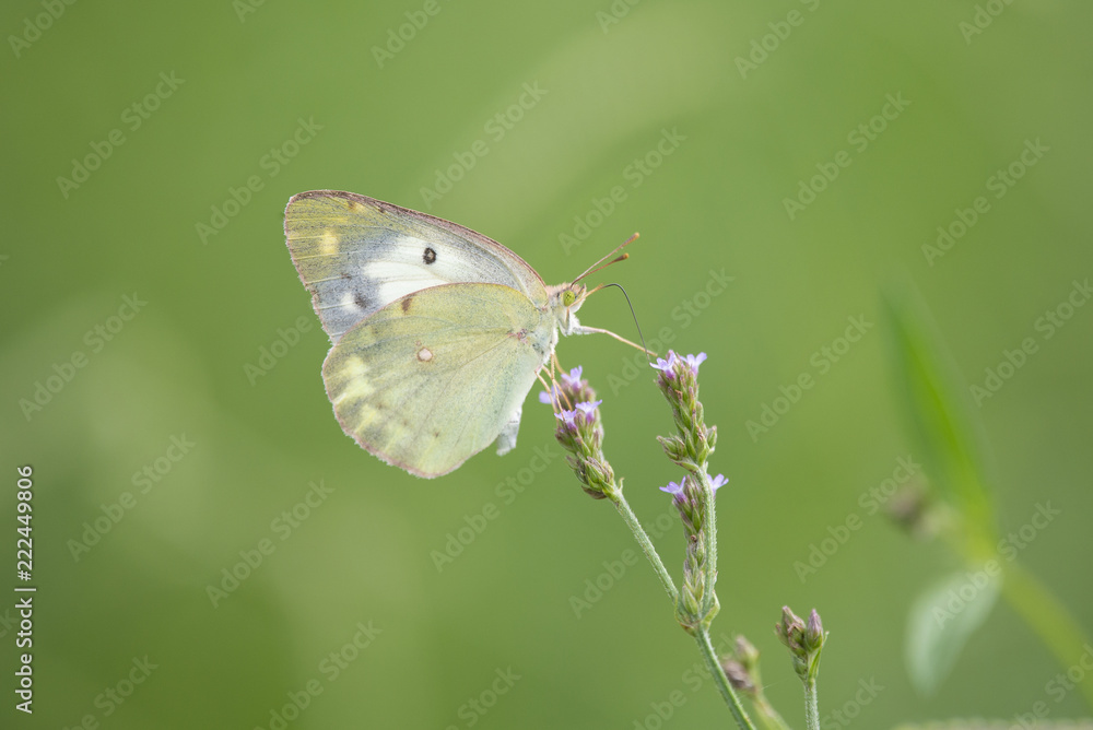 Small white butterfly perches on purple flowers of verbena brasiliensis. Small white butterfly perches on purple flowers of verbena brasiliensis.