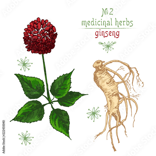 Realistic Botanical color sketch of ginseng root, flowers and berries isolated on white. floral herbs collection. Traditional chinese medicine plant.