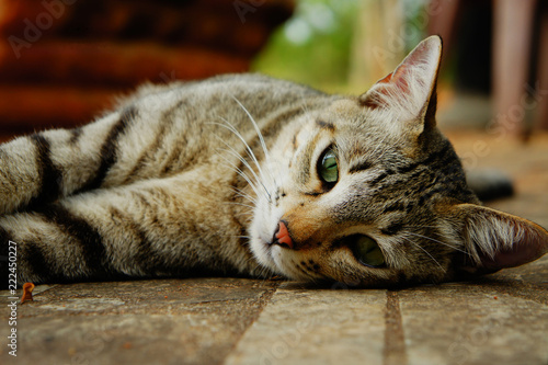 Cat on the floor 