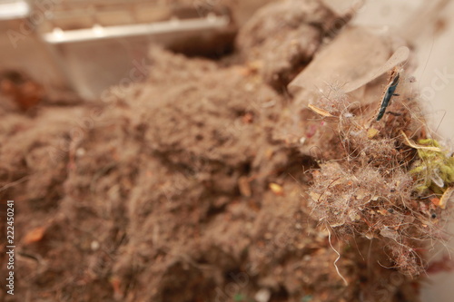 litter and dust in the dust container of the vacuum cleaner