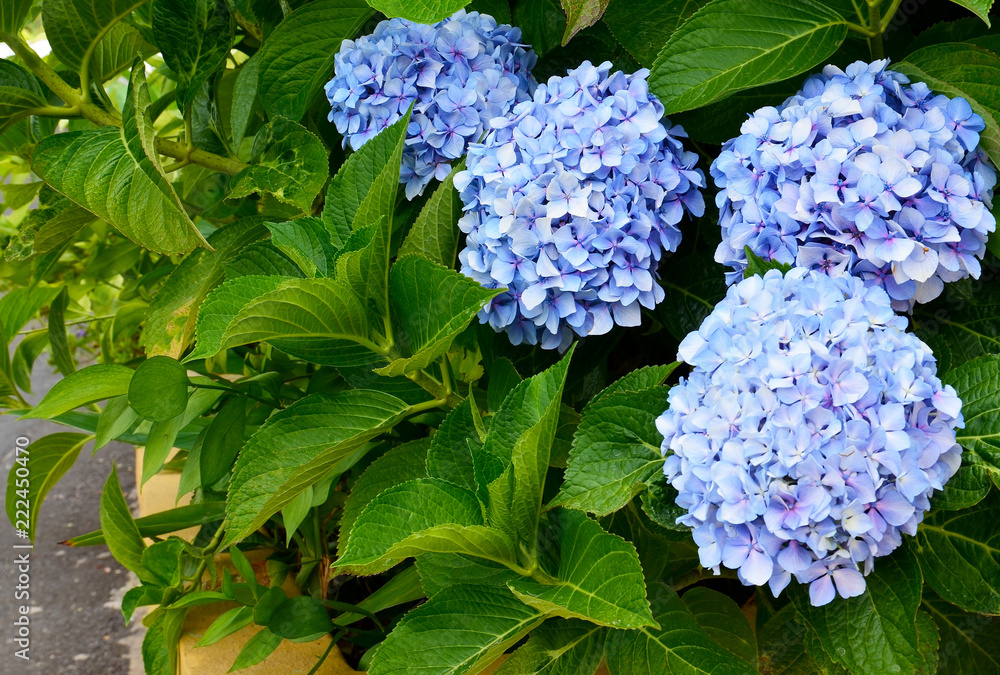 Blue Hydrangea (Hydrangea macrophylla) or Hortensia flowers in the garden.Decorative plants concept.Selective focus.