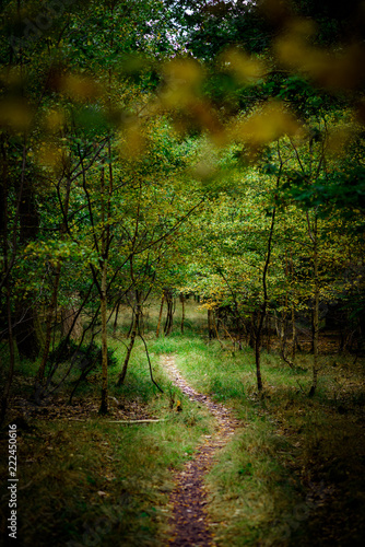 Fototapeta Naklejka Na Ścianę i Meble -  Natural Woodland Hiking Trail