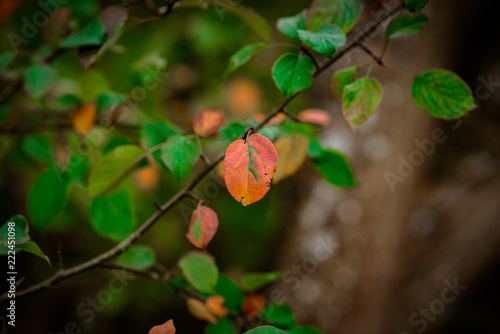 Autumn Leaves, Natural Woodland Background photo