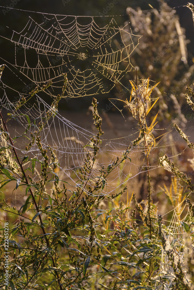 Covered with droplets of dew a cobweb. Early autumn morning.