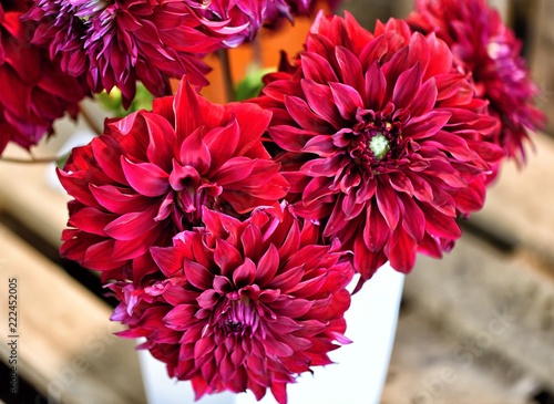 Fototapeta Naklejka Na Ścianę i Meble -  Dark red dahlia  /  Dark red dahlia flower bulbs on the autumn flower show in Lysa n. L. in Czech Republic.