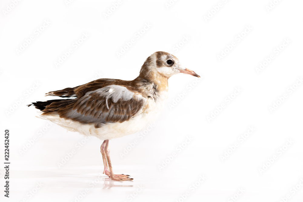 Naklejka premium Adorable lake seagull isolated on white background