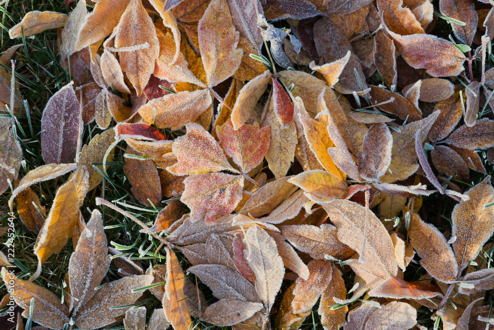 Colorful frozen fallen leaves, autumn background.