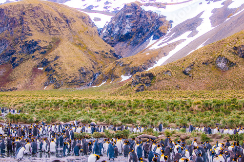 Canvas Print Cute Penguins Seals Sea Lions Elephant