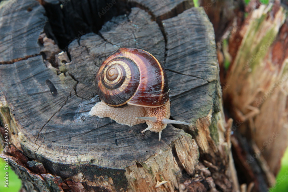 snail on tree