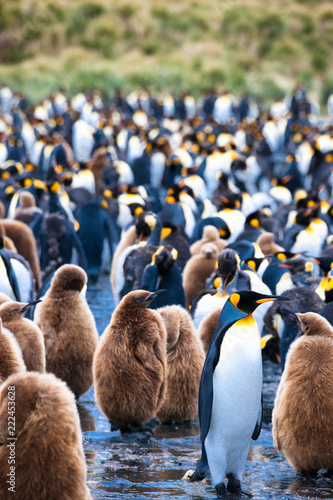 Portrait shots of cute penguins in Antarctica