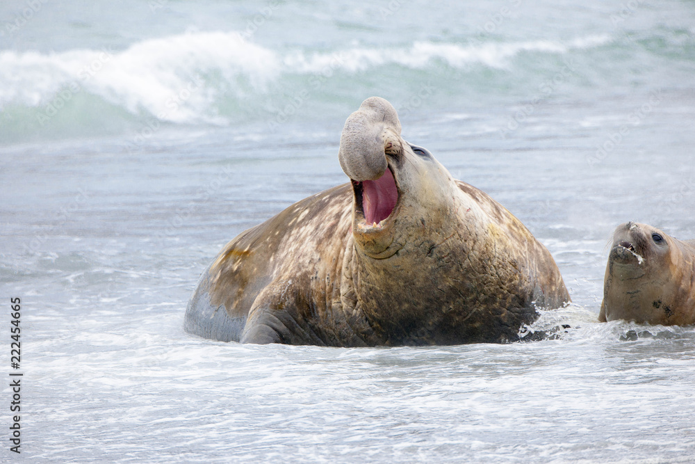 Portrait shots of seals, sea lions and elephant seals in Antarctica Stock Photo Adobe Stock