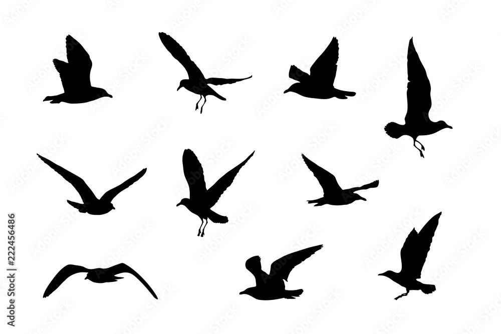 Obraz premium Sylwetki 10 mew, grafika wektorowa, ikony ptaków