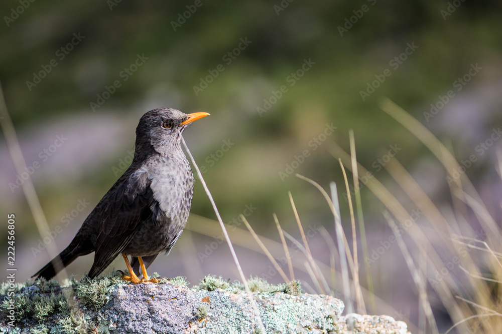 Fototapeta premium Handsome Bird