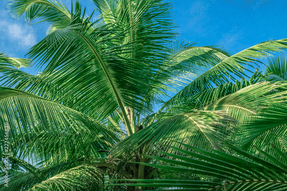Obraz premium Palm trees against blue sky.