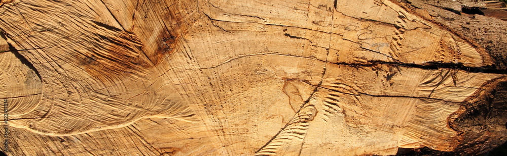 Fototapeta premium Baumscheibe 2