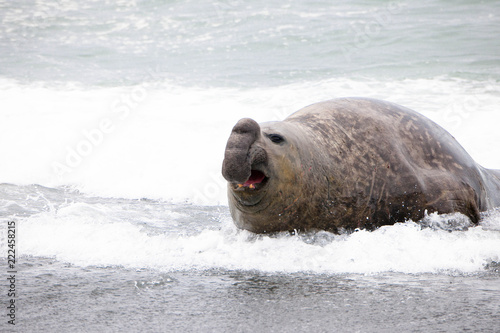 Portrait shots of seals, sea lions and elephant seals in Antarctica