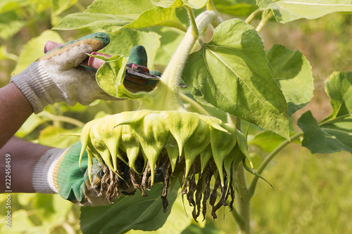 Harvesting sunflower with secateurs