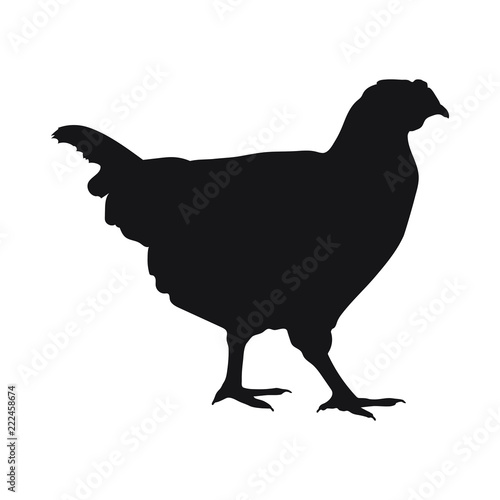 Sign chicken. Isolated black silhouette chicken on white background. Vector illustration