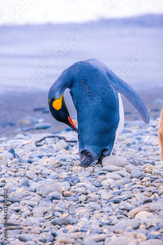Beautiful shots of cute penguins in the Antarctica snow