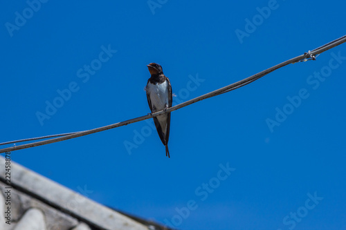 swallow sits on electric wire on blue sky background