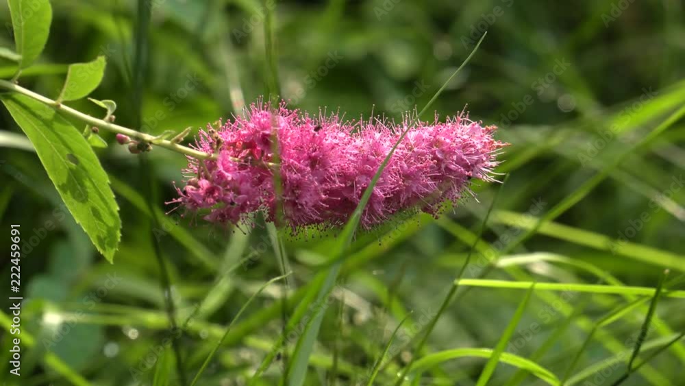 Pink wild flowers grow in a pile. Latin: Spirea densiflora, Spiraea Thale. Bees and flies pollinate flowers. 4K Macro Pink wild flowers grow in a pile. Latin: Spirea densiflora, Spiraea Thale. Bees and flies pollinate flowers. 4K Macro