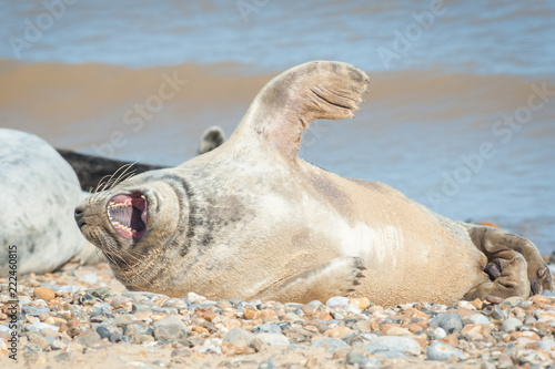 basking grey seal yawning on a stony beach