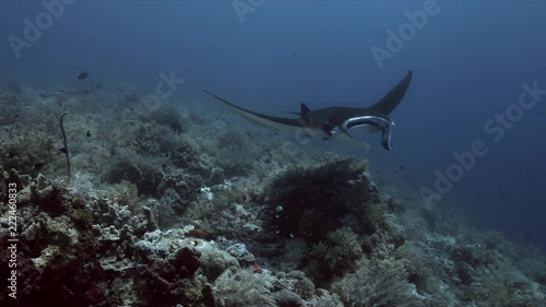 Manta Ray on a colorful coral reef with plenty fish. 4k footage