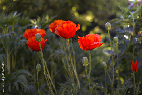 Fototapeta Naklejka Na Ścianę i Meble -  garden decorative poppies