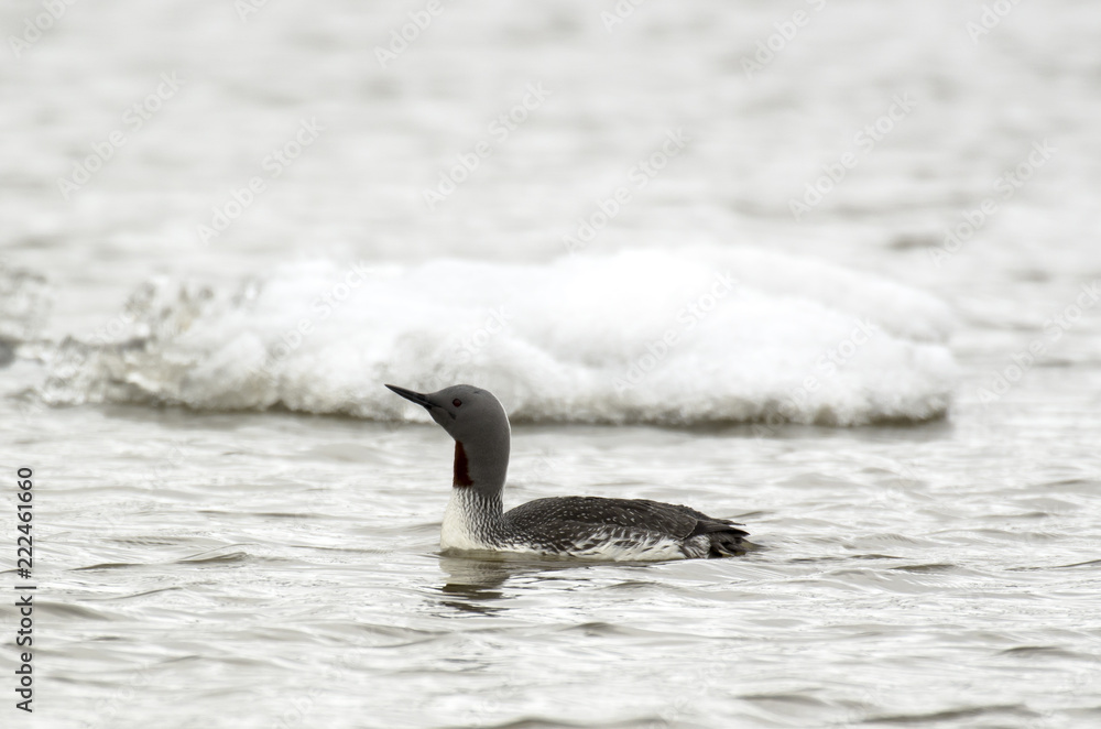 Fototapeta premium Plongeon catmarin,.Gavia stellata, Red throated Loon