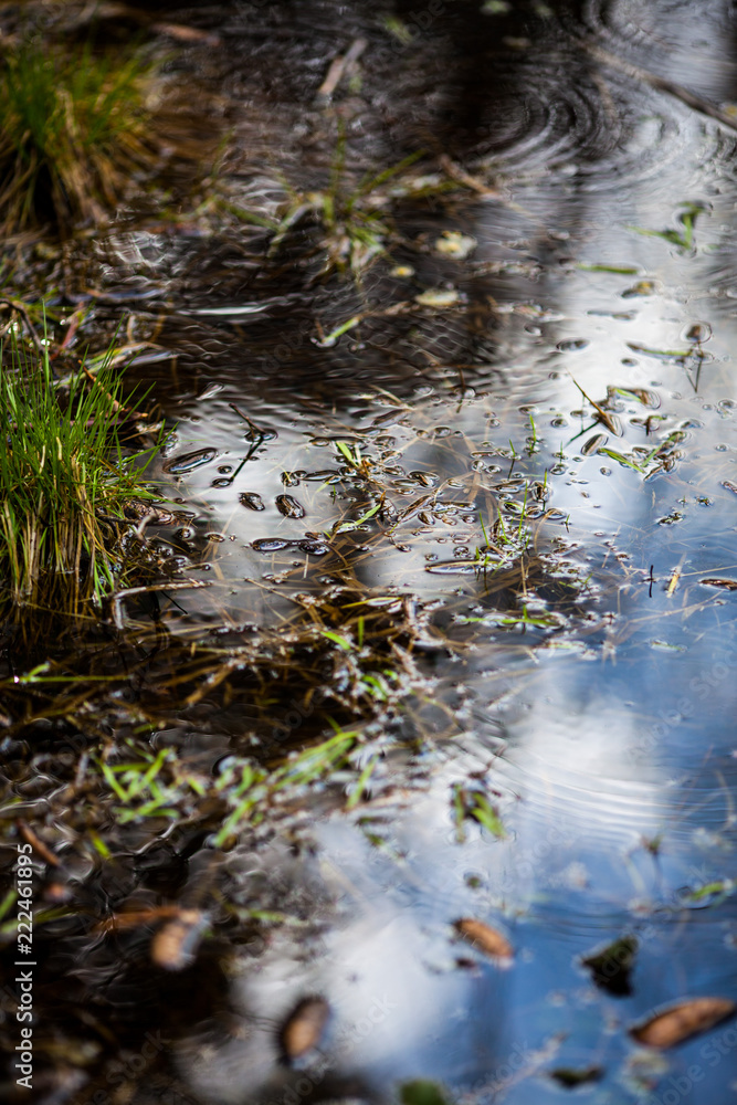 stream in forest stream in forest