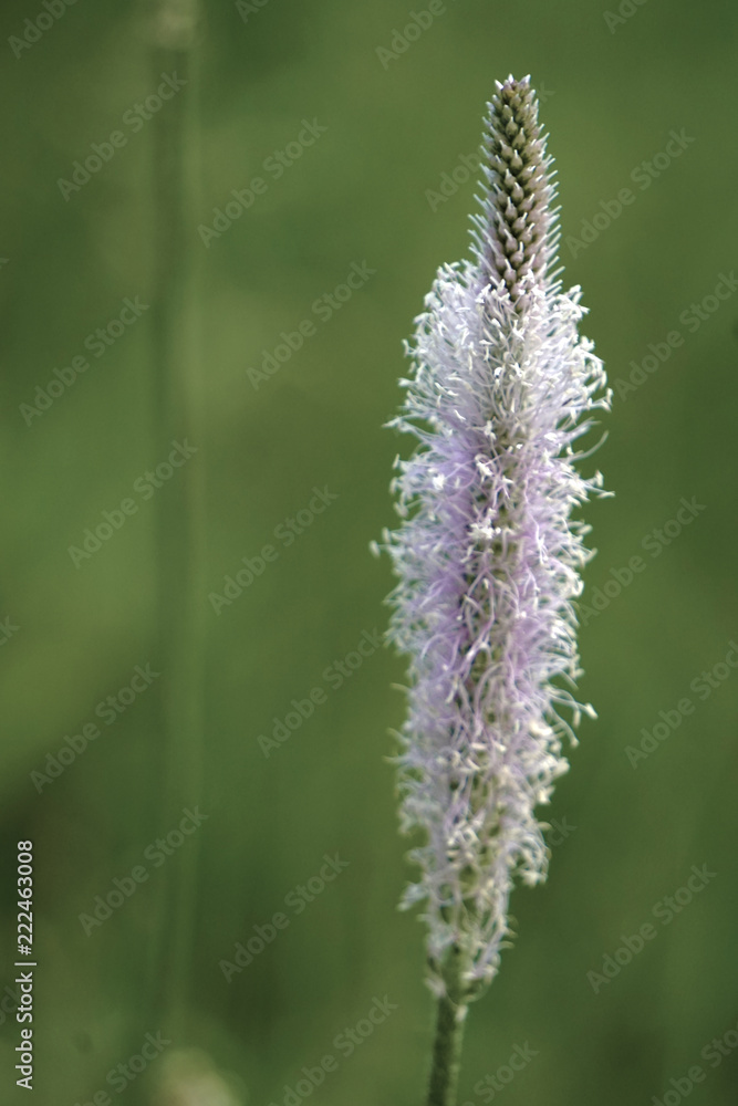 flower of hoary plantain flower of hoary plantain