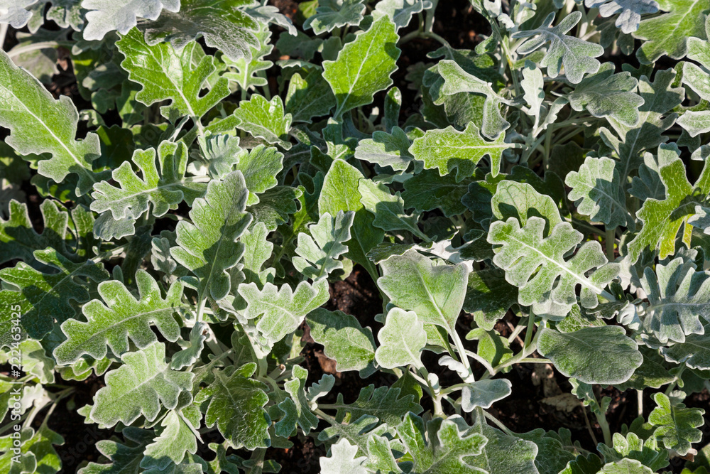 Background of green leaves of exotic plants in a Botanical garden Background of green leaves of exotic plants in a Botanical garden