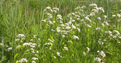 Wallpaper Mural Valeriana officinalis blooming in reedland Torontodigital.ca