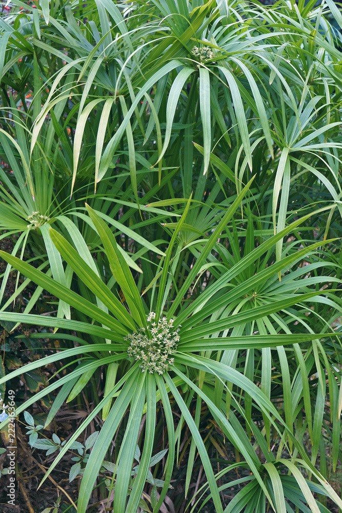 Umbrella plant (Cyperus alternifolius). Called Umbrella palm, Umbrella papyrus and Umbrella sedge also. Another scientific name is Cyperus involucratus. Umbrella plant (Cyperus alternifolius). Called Umbrella palm, Umbrella papyrus and Umbrella sedge also. Another scientific name is Cyperus involucratus.
