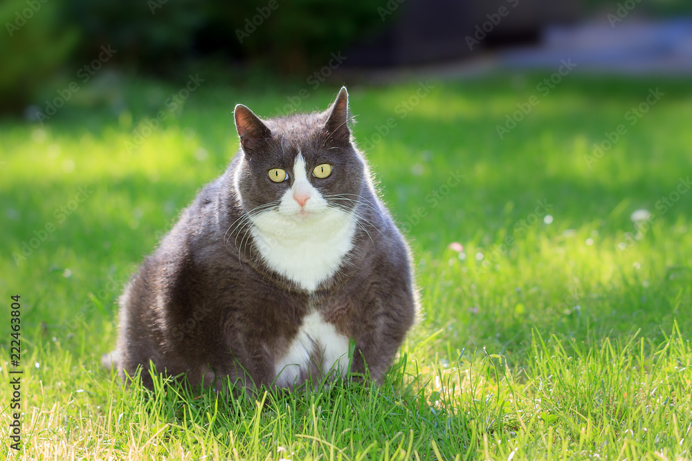 Obraz premium Lekko otyły lub gruby kotek na zewnątrz w słonecznym ogrodzie ze świeżą zieloną trawą wiosną w Holandii