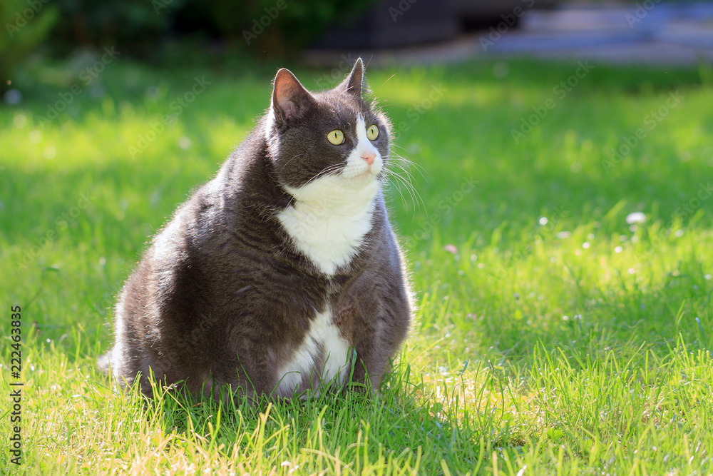 Naklejka premium Lekko otyły lub gruby kotek na zewnątrz w słonecznym ogrodzie ze świeżą zieloną trawą wiosną w Holandii