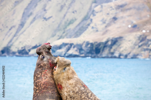 Cute Elephant Seals Fighting Each Other
