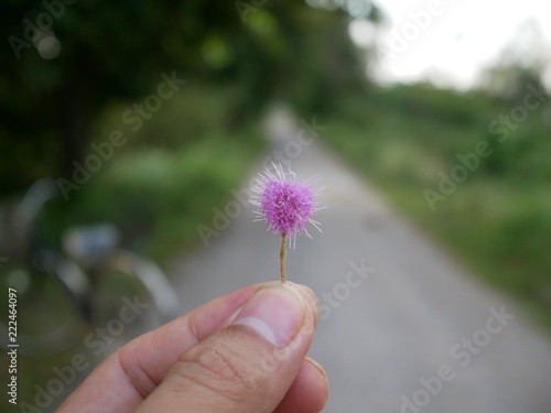 flower in a hand