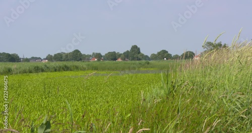 Dutch peat landscape with a long strip of water (petgat) overgrown with stratiotes aloides. Dragonflies in flight. WIEDEN-WEERRIBBEN NATIONAL PARK photo