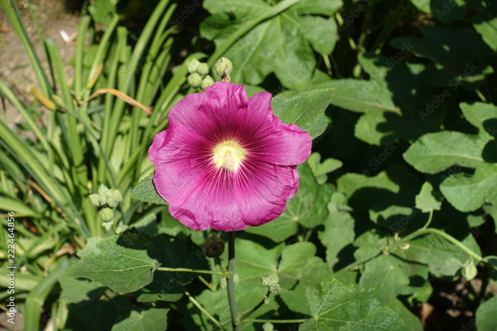 Deep pink flower of common hollyhock in June Deep pink flower of common hollyhock in June