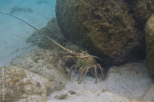 Panulirus argus lobster