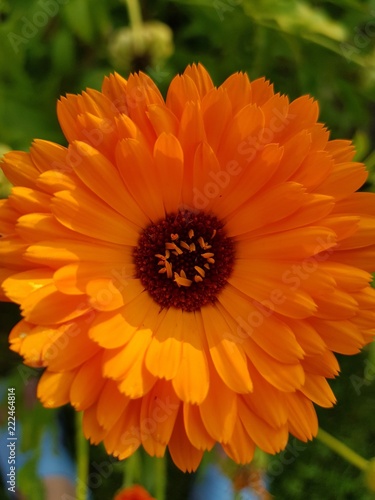 Calendula