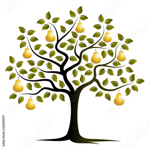 golden pear tree