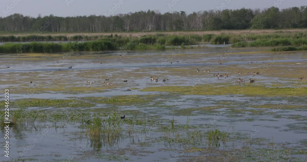 Birds return in polder Wetering Oost, a rewilding area, applied on abandoned agricultural land to restore the freshwater wetlands. WIEDEN-WEERRIBBEN NATIONAL PARK, THE NETHERLANDS - MAY 2018 Birds return in polder Wetering Oost, a rewilding area, applied on abandoned agricultural land to restore the freshwater wetlands. WIEDEN-WEERRIBBEN NATIONAL PARK, THE NETHERLANDS - MAY 2018