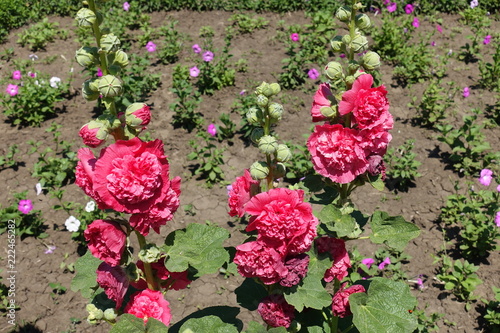 Stems of common hollyhock with double red flowers photo