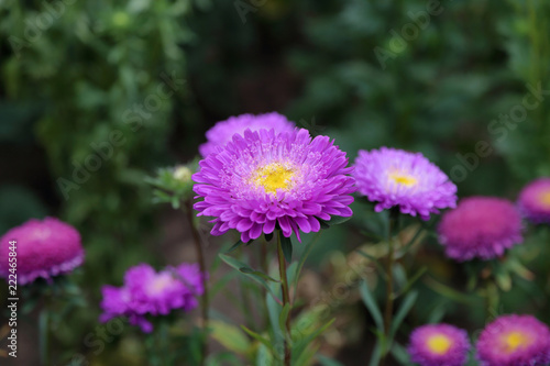 Flowering of the beautiful Purple Chrysanthemum in the city park  