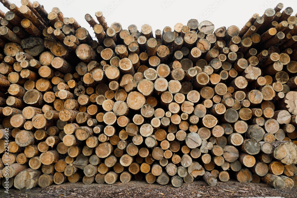 Pile of wood logs .Forest logging site. felled tree trunks. Pile of wood logs .Forest logging site. felled tree trunks.