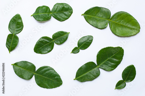 Bergamot kaffir lime leaves herb fresh ingredient isolated on white background.