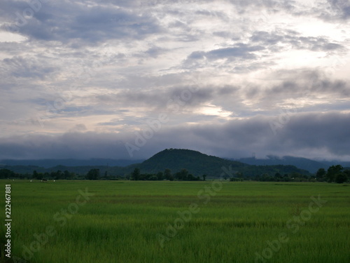 field of green grass and blue sky