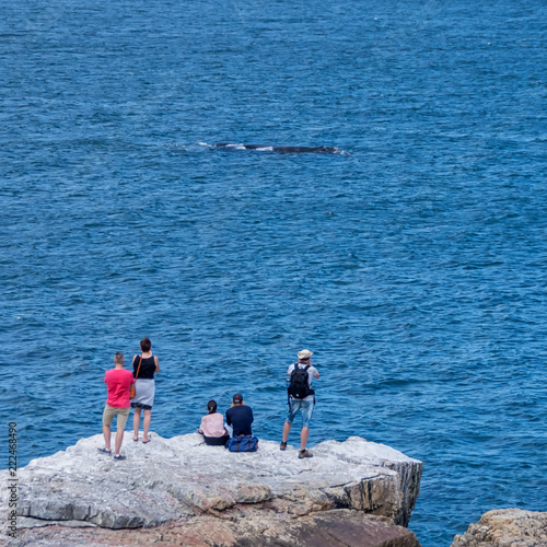 Whale Watching